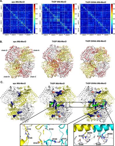 Apparent Reversal of Allosteric Response in Mycobacterium tuberculosis MenD Reveals Links to Half-of-Sites Reactivity