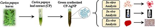 Green Synthesis of Silver Nanoparticles Using Carica Papaya Leaf Extract and Its Anticancer Activities through Regulation of Microtubule Dynamics in Breast Cancer
