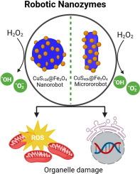 Polyvinylpyrrolidone-mediated shape-tailored CuS core with biocompatible Fe3O4 for core@shell robotic nanozymes in targeted dual-mode oncotherapy