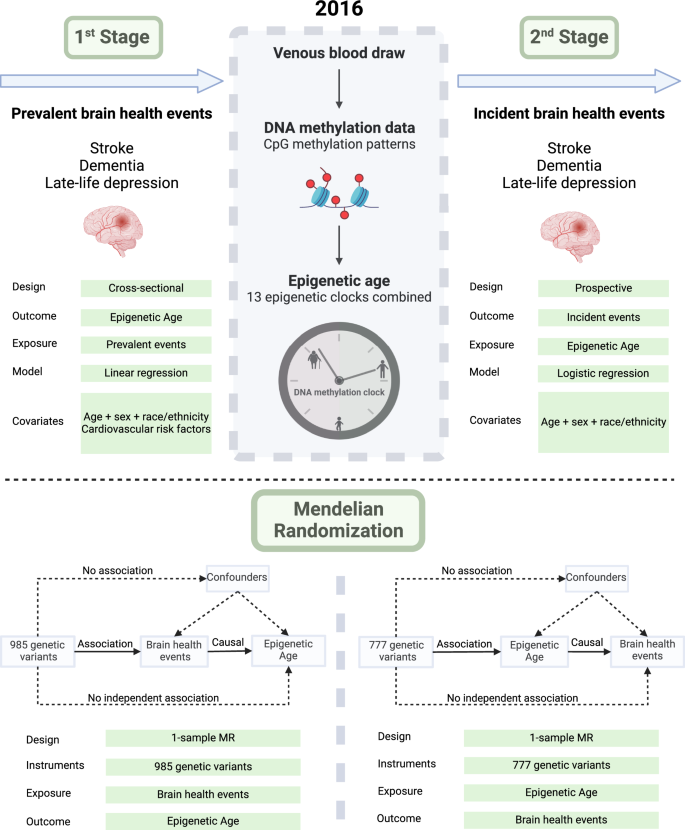 Bidirectional relationship between epigenetic age and stroke, dementia, and late-life depression