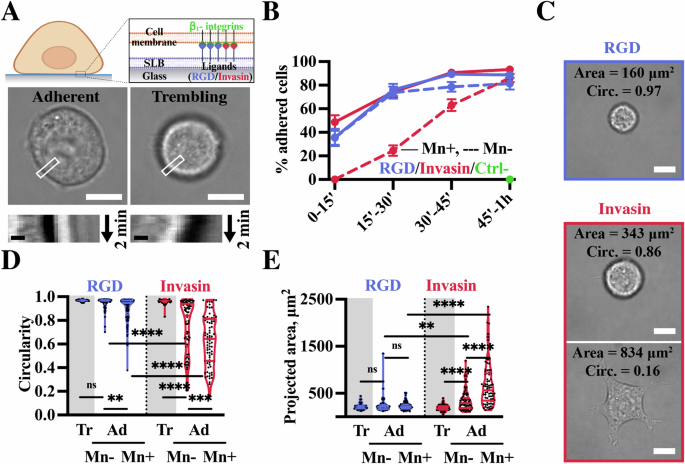 Cell adhesion and spreading on fluid membranes through microtubules-dependent mechanotransduction.
