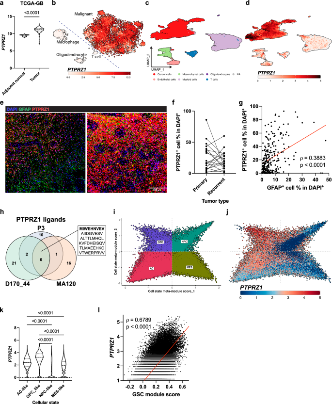 Vaccine-induced T cell receptor T cell therapy targeting a glioblastoma stemness antigen