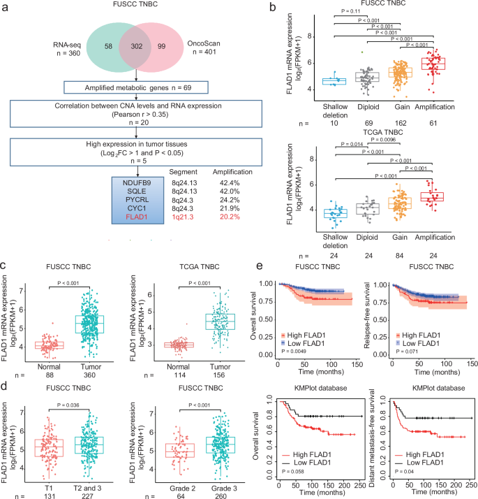 Copy number amplification of FLAD1 promotes the progression of triple-negative breast cancer through lipid metabolism