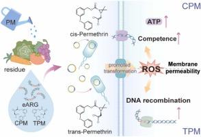 Chiral pesticide permethrin promotes the antibiotic resistance genes dissemination by transformation: Different chiral isomers engage in distinct regulatory pathways