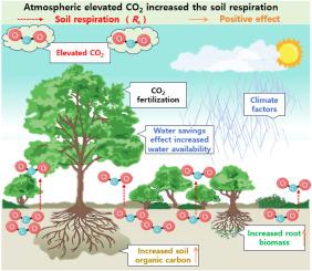 A global meta-analysis of soil respiration in response to elevated CO2