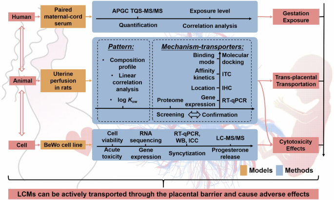 Liquid crystal monomers induce placental development and progesterone release dysregulation through transplacental transportation.