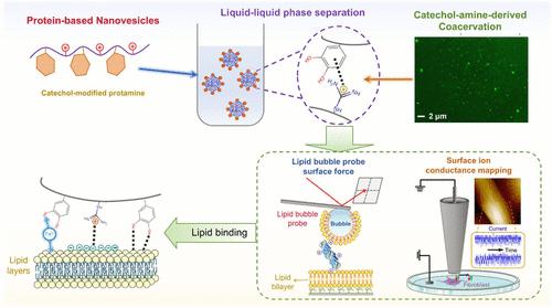 Engineering Protein-Based Lipid-Binding Nanovesicles via Catechol-Amine-Derived Coacervation with Their Underlying Interfacial Mechanisms