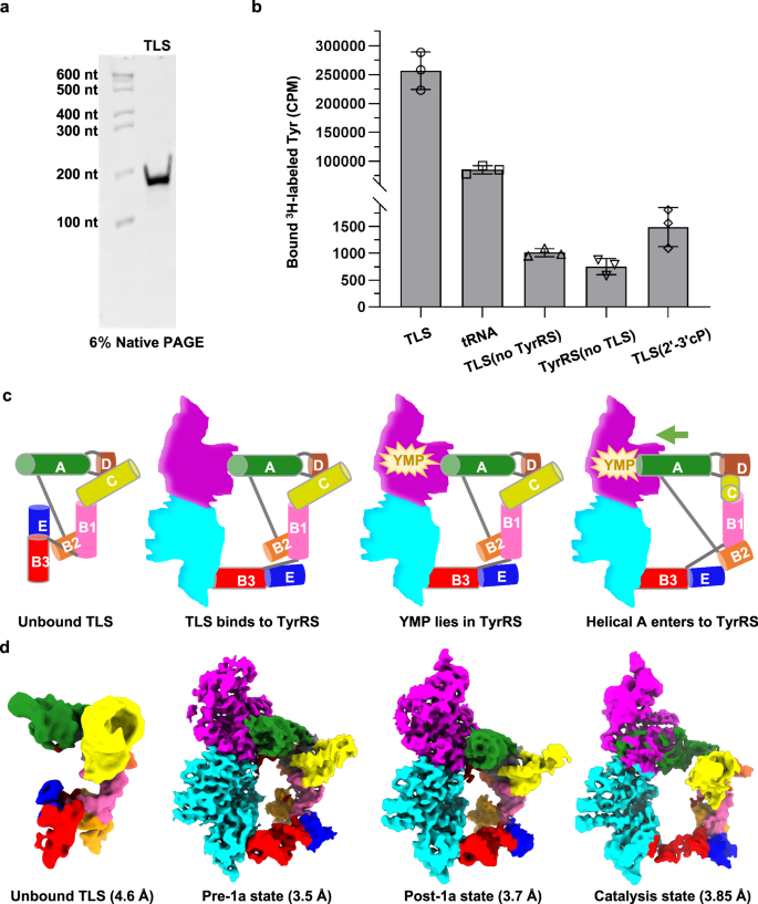 Structural insights into dynamics of the BMV TLS aminoacylation