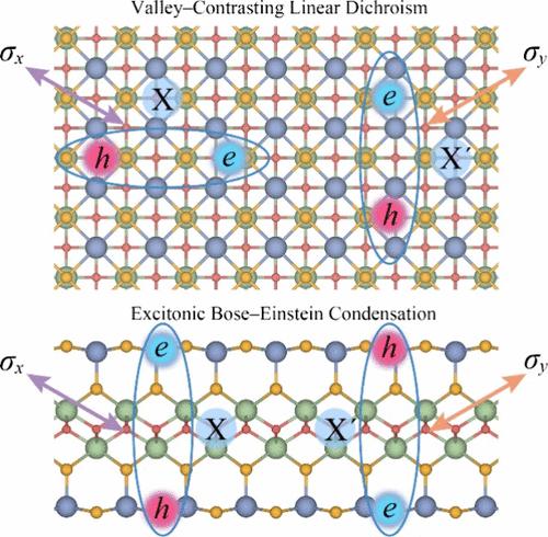 Valley-Contrasting Linear Dichroism and Excitonic Condensation in LaOBiS2