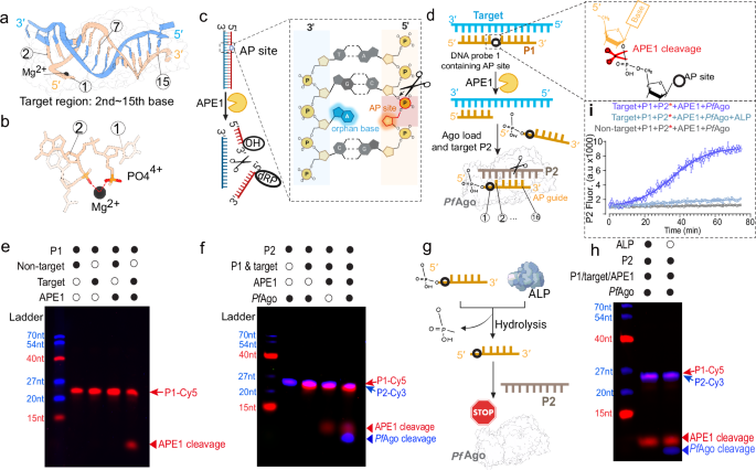 NAPTUNE: nucleic acids and protein biomarkers testing via ultra-sensitive nucleases escalation