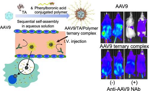 Adeno-Associated Virus Self-Assembled with Tannic Acid and Phenylboronic Acid Polymers to Evade Neutralizing Antibodies and Reduce Adverse Events