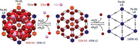 Decoding Framework Dynamics in a Spin Crossover Flexible Metal–Organic Framework