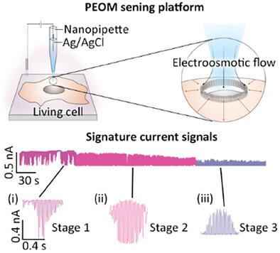 Picofluidic Electro-Osmosis Measurement of Cell Membrane Mechanical Properties