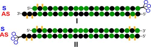 Expanding Conjugate Space of RNAi Therapeutics: Ligand at the 3′ End of the Antisense Strand Achieves Uncompromised In Vivo Potency and Efficacy and Reveals Interactions with the Argonaute-2 PAZ Domain