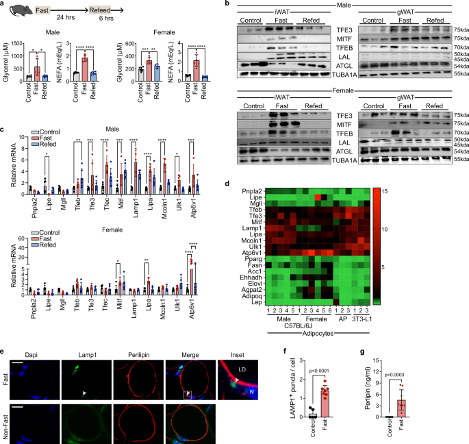 Non-canonical lysosomal lipolysis drives mobilization of adipose tissue energy stores with fasting