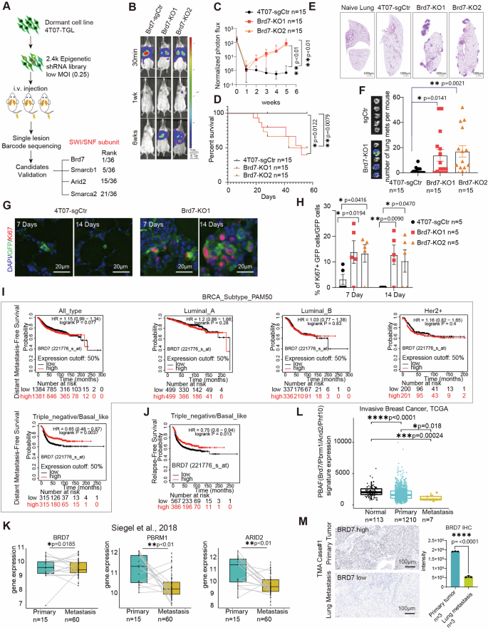 Brd7 loss reawakens dormant metastasis initiating cells in lung by forging an immunosuppressive niche