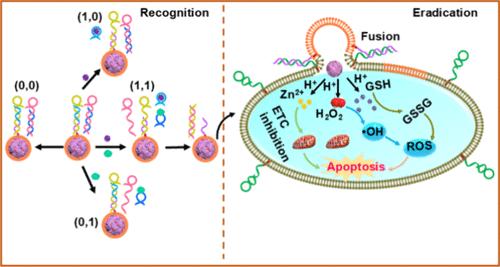 DNA Logic Gate-Triggered Membrane Fusion for Accurately Detecting and Killing Cancer Cells