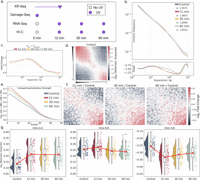 UV-induced reorganization of 3D genome mediates DNA damage response