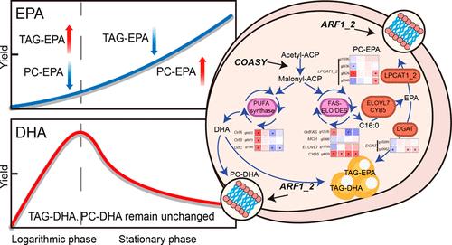 Regulatory Mechanisms of EPA and DHA Proportions in a PUFA-Producing Microalga, Schizochytrium sp. ATCC 20888: From the Biosynthesis and Storage Distribution Aspects