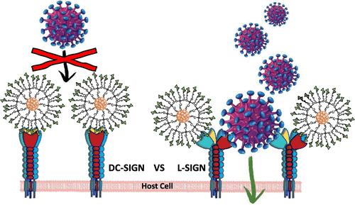 Glycan-Silica Nanoparticles as Effective Inhibitors for Blocking Virus Infection.