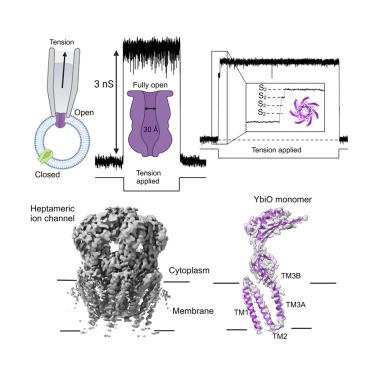 The mechanosensitive channel YbiO has a conductance equivalent to the largest gated-pore