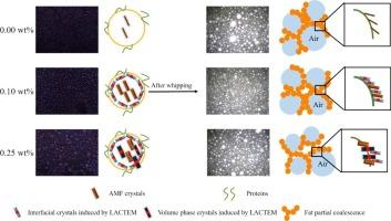 Relationship between fat crystallization, interfacial properties and qualities of whipped cream: Effect of lactic acid esters of monoglycerides