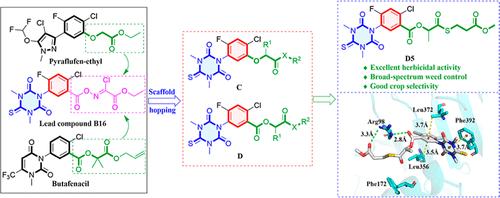 Novel N-Phenyltriazinone Carboxylic Acid Derivatives as Promising Protoporphyrinogen IX Oxidase Inhibitors