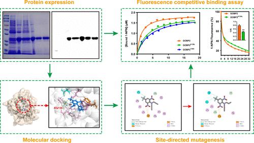 Binding Properties of the General Odorant-Binding Protein GOBP2 to Herbicides and Insecticides in Spodoptera litura