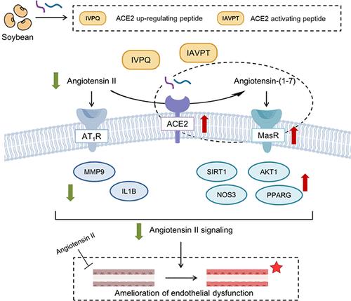 Differential Mechanisms of Soybean-Derived ACE2-Activating Peptides IVPQ and IAVPT in ACE2-Mediated Endothelial Protection
