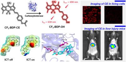 Rational design of a near-infrared fluorescent probe for rapid monitoring of carboxylesterase in live cells and drug-induced liver injury mice