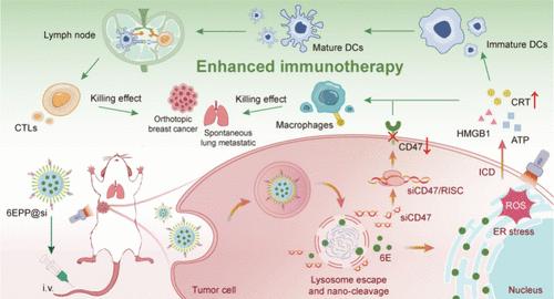 A Dual Stimuli-Responsive Nanoimmunomodulator for Antitumor Synergy of Macrophages and T Cells