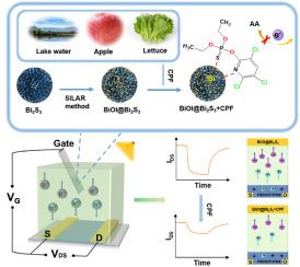 Molecular chelating and shielding operation for organic photoelectrochemical transistor detection of chlorpyrifos