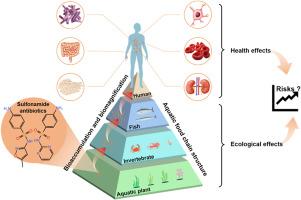 Trophic transfer of sulfonamide antibiotics in aquatic food chains: A comprehensive review with a focus on environmental health risks