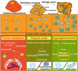 Metabolism of Penicillium oxalicum-mediated microbial community reconstructed by nitrogen improves stable aggregates formation in bauxite residue: A field-scale demonstration