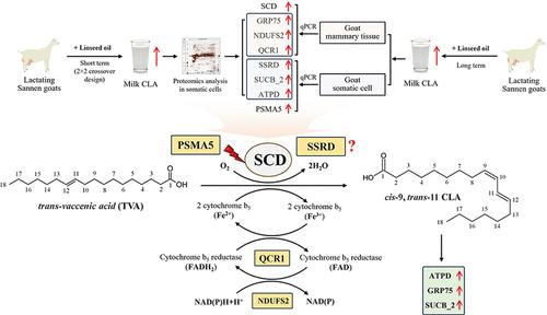 Identification of Key Proteomic Markers for Enhanced Conjugated Linoleic Acid Biosynthesis in Lactating Goats via Linseed Oil Supplementation.