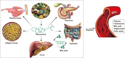 A Comprehensive Review of Beneficial Effects of Phytosterols on Glycolipid Metabolism and Related Mechanisms