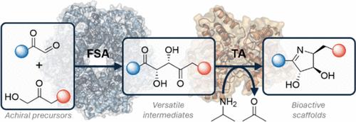 Stereoselective Chemoenzymatic Cascades for the Synthesis of Densely Functionalized Iminosugars