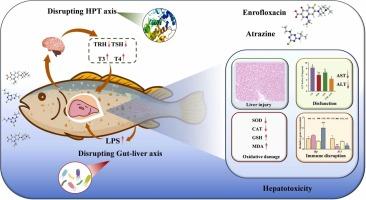 Co-exposure to enrofloxacin and atrazine enhances the hepatotoxicity in Larimichthys crocea by targeting the hypothalamic–pituitary–thyroid and gut–liver axes