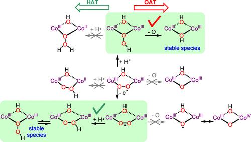 Activation of Electrophilic Reactivity by Protonation and Oxidation of a Peroxo CoIIICoIII Complex: Reactivity and Molecular Structures of Hydroperoxo, Superoxo, and Peroxo CoIIICoIII Complexes