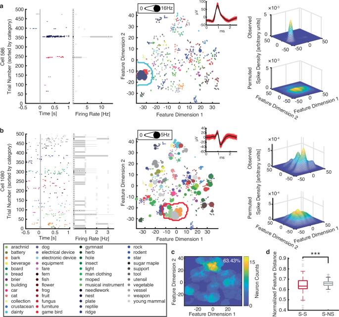 A neuronal code for object representation and memory in the human amygdala and hippocampus