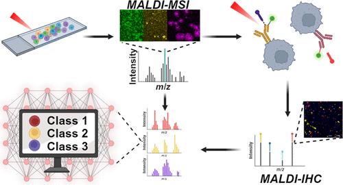 Molecular Profiling of Glioblastoma Patient-Derived Single Cells Using Combined MALDI-MSI and MALDI-IHC