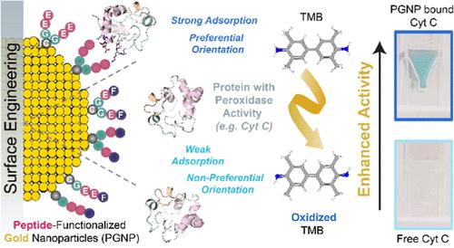 Surface-Engineered Nanoparticles Enhance the Peroxidase Activity of Heme-Containing Proteins