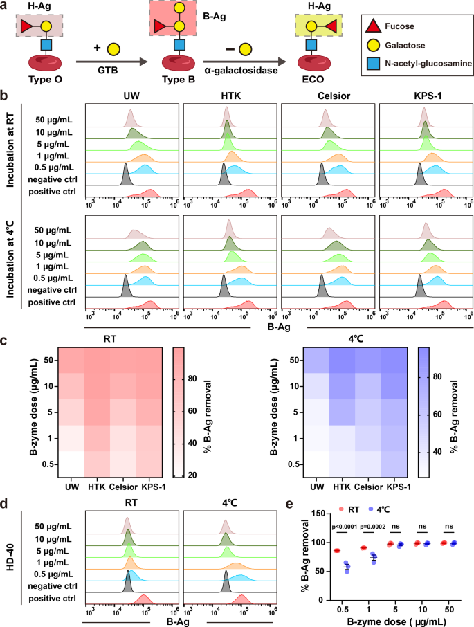 Enzymatic conversion of blood group B kidney prevents hyperacute antibody-mediated injuries in ABO-incompatible transplantation