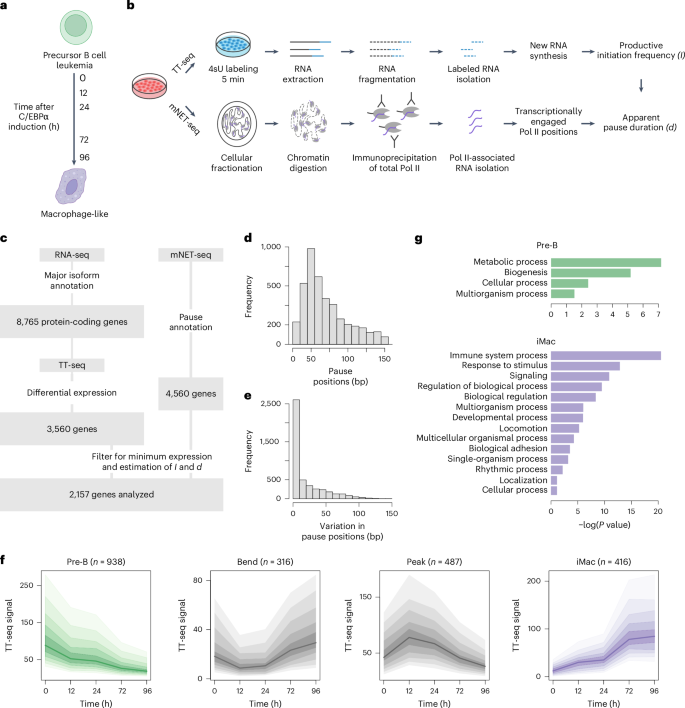 Promoter-proximal RNA polymerase II termination regulates transcription during human cell type transition
