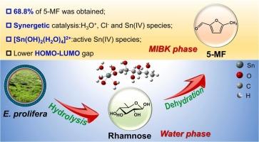 Synergistic catalytic effect of various species in SnCl4(aq) for conversion of Enteromorpha prolifera derived rhamnose to 5-methylfurfural