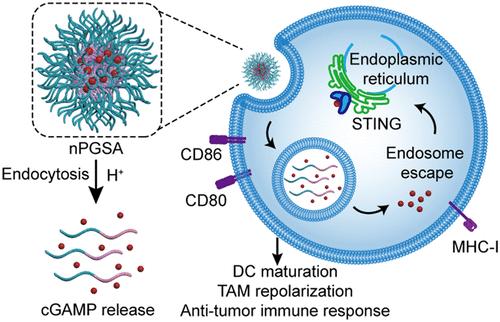 A pH-Responsive and Guanidinium-Rich Nanoadjuvant Efficiently Delivers STING Agonist for Cancer Immunotherapy