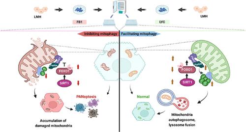 SIRT1 Regulates Fumonisin B1-Induced LMH Cell PANoptosis and Antagonism of Lycopene