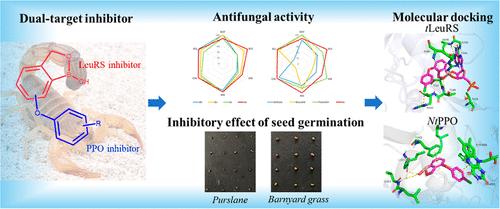 Dual-Target Inhibitors─Discovery of Novel Diphenyl-(Thio)ether-Containing Benzoxaborole Derivatives as Potential Antifungal and Herbicidal Agents