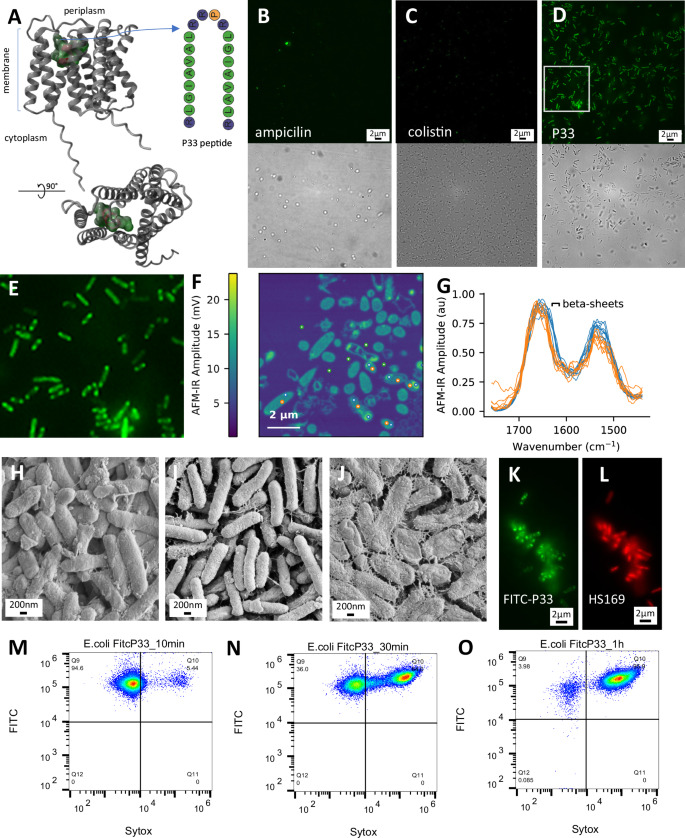 Co-translational protein aggregation and ribosome stalling as a broad-spectrum antibacterial mechanism