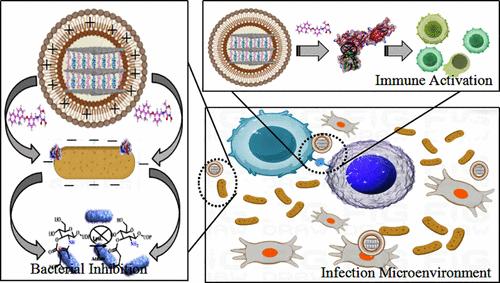 Design, Synthesis, and Activity Evaluation of Novel Bifenamide Dual-Target Antibacterial Inhibitors and Carrier Based on Infectious Microenvironment
